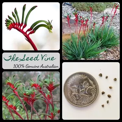 $4 • Buy 30+ RED & GREEN KANGAROO PAW SEEDS (Anigozanthos Manglesii) Drought Tolerant