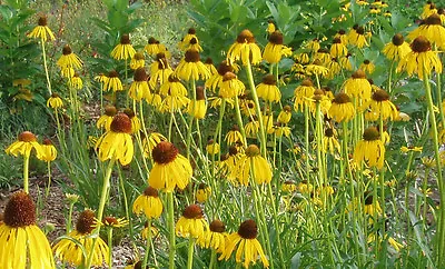 Coneflower PRAIRIE LIKES IT DRY Yellow Flower 300 Seeds! GroCo US • $0.99