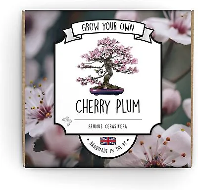 Grow Your Own Bonsai Tree Kit Cherry Plum - Complete Beginner Starter Kit | Eas • £8.98