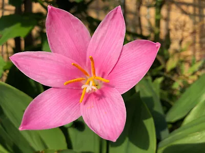 10 X Rain Lily Bulbs Zephyranthes Robusta Pink Summer Flowering Garden Perennial • £5.99