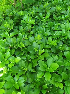110+ Mature Well Rooted Pachysandra Terminalis Ground Cover Plants • $109.95