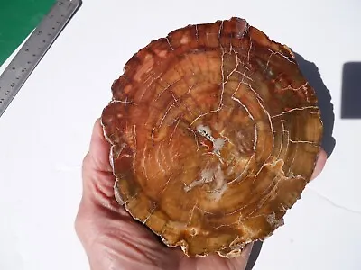 5.5-inch Polished McDermitt Petrified Wood Slab Great Color And Rings • $75