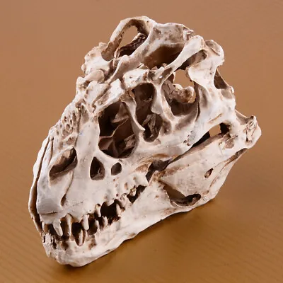 Tyrannosaurus T-Rex Skull Resin Fossil Model Dinosaur Collectibles Replica Craft • £21.43