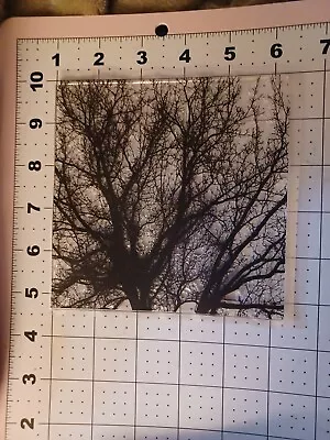 $17.85 • Buy Acrylic Stamp Background Halloween Scary Forest Trees Haunted Cemetery OZ 