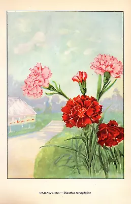 1926 Vintage GARDEN FLOWER  CARNATION  GORGEOUS COLOR Art Print Lithograph • $5