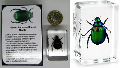 £6.95 • Buy Real Insects Scarab Beetle In Crystal Clear Resin  Information Card On Gift Box