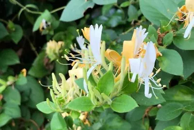 £9.99 • Buy Fragrant Honeysuckle Lonicera * Halls Prolific * 12cm Pot * Freepost *