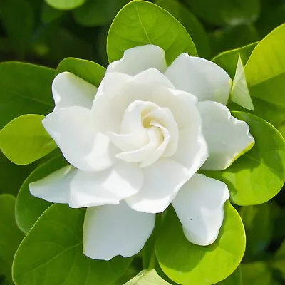 Perennial White Gardenia Jasmine Flower Seeds With Big Double Fragrant Petals • £3.60