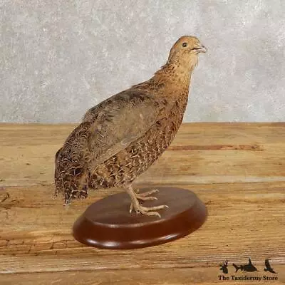 #21045 E | Coturnix Quail Taxidermy Bird Mount For Sale • $340