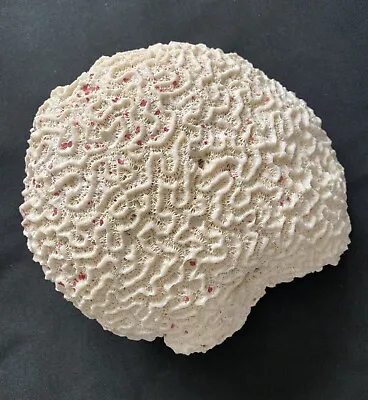 $42 • Buy Large Vintage Natural White Brain Coral  7”x 6” 3.3 Lbs. Beautiful!