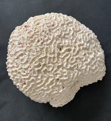 $42 • Buy Large Vintage Natural White Brain Coral  7”x 6” 3.3 Lbs. Beautiful!
