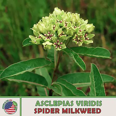 20 Spider Milkweed Seeds Monarch Butterfly Attractor & Host Plant Genuine USA • $3.95