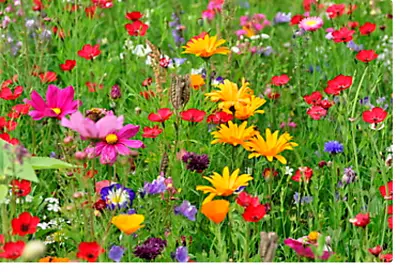 Wildflower Seeds Mix COSMOS Garden Calendula - Coneflower Flower Bee 500 Seeds • £2.99