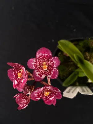$85 • Buy Select Barrita Orchids Sarcochilus INDP/099