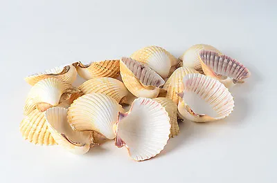 $8.99 • Buy Mexican Deep Sea Shell Beach Craft Scallop 2 1/2  - 3  (15 Pcs )#JC-32