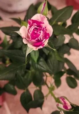 Gigi Red & White Variegated Miniature Rose Live Bareroot Plant  • $24.99