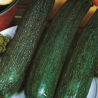 Courgette Seeds Vegetable Garden Plant 'All Green Bush' 1 Packet 20 Seeds T&M • £2.99