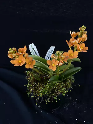 $65 • Buy Select Barrita Orchids Sarcochilus INDP/108