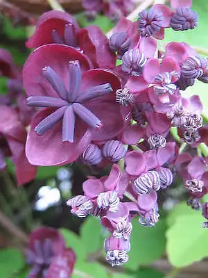 15 CHOCOLATE VINE Edible Fruit Akebia Trifoliata Flower Ornamental Climber Seeds • $3