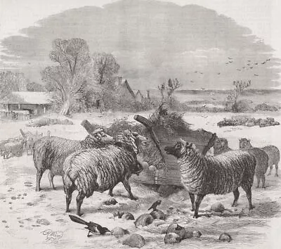 SHEEP. Sheep In Winter Time 1869 Old Antique Vintage Print Picture • $19.90