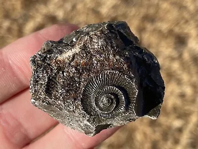 England Fossil Ammonite Imprint Dactylioceras Sp. Jurassic Dinosaur Age • $5.99