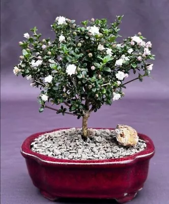 Snow Rose Serissa Bonsai Tree 7  H Small Size Indoor Serissa Foetida Live Plant • $89.95