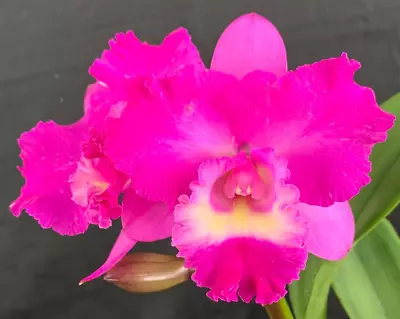 RON Cattleya Orchid Special Quality Div C. Rosella's Double Flare 'Plant A' B835 • $100