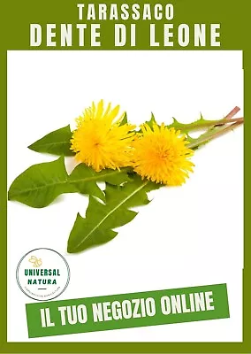 Tooth By Lion Or Dandelion 100 Seeds Selected+Free 20 Seeds Other Variety • £1.97