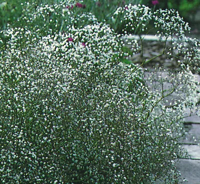 Gypsophila Seeds - Covent Garden - 0.5g (Average 500 Industry Quality Seeds) • £1.99