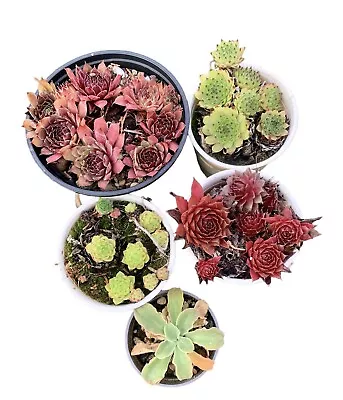 Sempervivums Bundle • £7