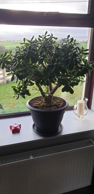 £19.99 • Buy Large Money Plant Tree Jade 