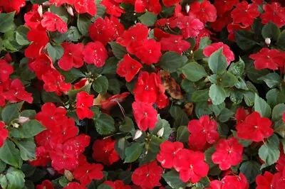 5x Impatiens Dwarf Baby Scarlet Plug Plants (No Seeds) - End Of April 2024 • £10.99