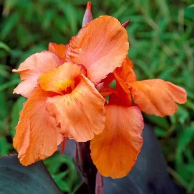 Canna Lily Wyoming X 3 Rhizomes Tropical/exotic/jungle • £15.95