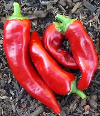 Red Marconi Pepper Seeds Imported Italian- 75+ '21 Seeds    $1.69 Max. Shipping • $2.39