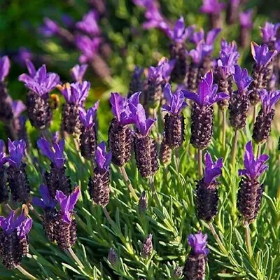 Pack Of 6 French Lavender 'Stoechas' Perennial Garden Plug Plants • £9.95