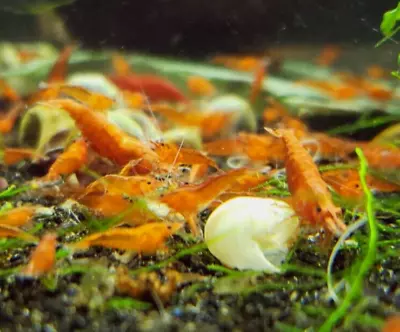 10+ Red Cherry Shrimp (Low Grade Bloody Mary) Neocaridina Davidi Shrimp USA Bred • $29.99