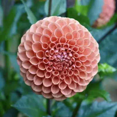 Organic Dahlia Seeds BEST SELLER Dahlia Flowers / Cornel Bronze Dahlia Perennial • $6.99