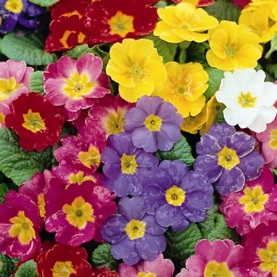 £1.19 • Buy Polyanthus - Pacific Giant Blended Mix - 10 Seeds
