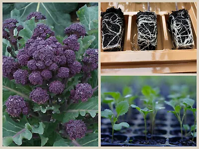 Broccoli Vegetable Plug Plants | Early Purple | Available For Dispatch Now • £4.99