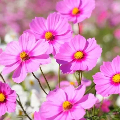 250 Seeds Cosmos Bipinnatus Sensation Gloria+4  FREE REUSABLE PLANT LABEL  • £0.99