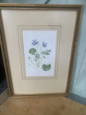 Edwardian Flower Print Of A Blue Sweet Violet Framed • £14.85