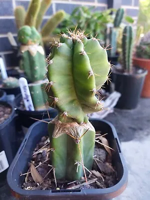 Cereus Forbesii Spiralis 'Spiral Cactus' Rare Cactus Grafted To Bridgesii • $60