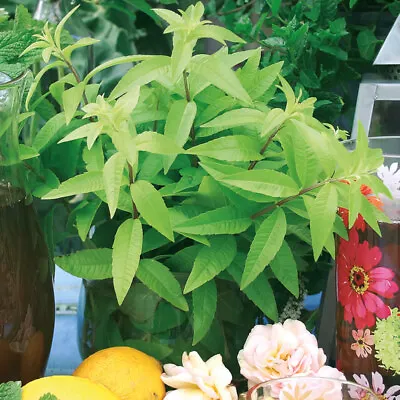 Lemon Verbena 'Freshman' Medium Plug Plants X 4. Citrus Herb. RHS AGM Winner • £10.95