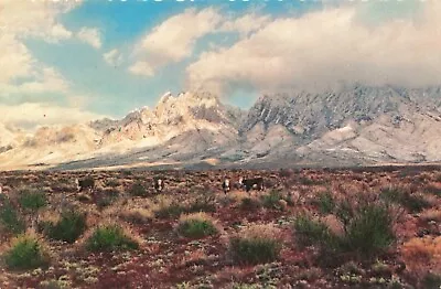 Postcard NM Cattle Grazing Las Cruces Organ Mountains Winter Snow Sagebrush 6x4 • $6.01