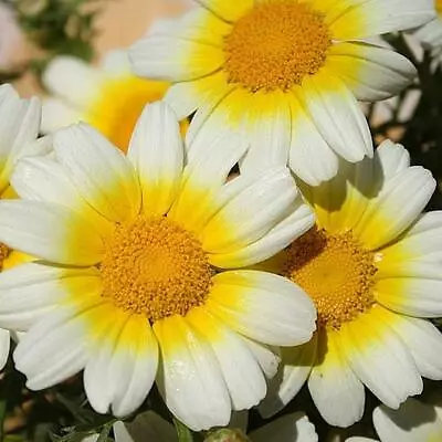Daisy GARLAND Chrysanthemum Holistic Herbal Edible Leaves Non-GMO 1000 SEEDS! • $3.98