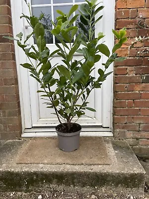 4ft/5ft Cherry Laurels 5l Pot • £13