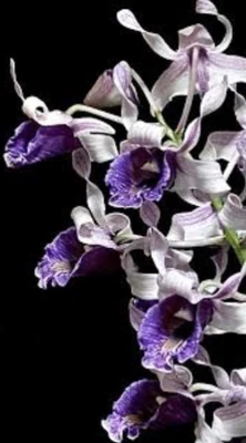 $35 • Buy AAO Orchid-Dendrobium Nindii(Rare)Species