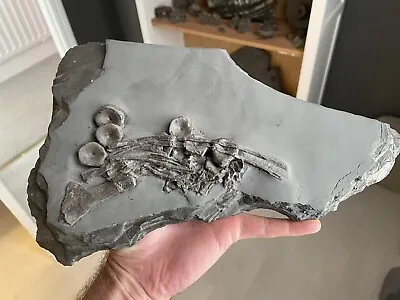 Ichthyosaur Fossil Bones From Whitby Yorkshire. Vertebrae & Scapula ++ • $622.55