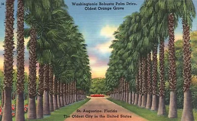 $1.25 • Buy St. Augustine, FL, Washingtonia Robusta Palm Drive, Vintage Postcard E2063