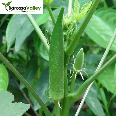 OKRA GREENISH 15+ Seeds Grow A RARE Sweet Okra VEGETABLES Garden SPRING SUMMER • $4.26